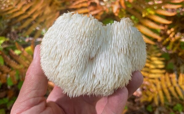 Photo shows someone's hand as they hold up a lion's mane mushroom, which are linked with several potential health benefits