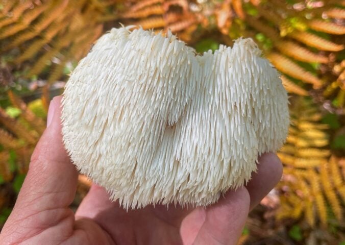 Photo shows someone's hand as they hold up a lion's mane mushroom, which are linked with several potential health benefits