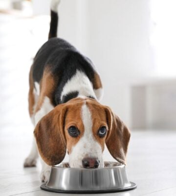 Photo shows a dog eating out of a silver bowl on a kitchen floor