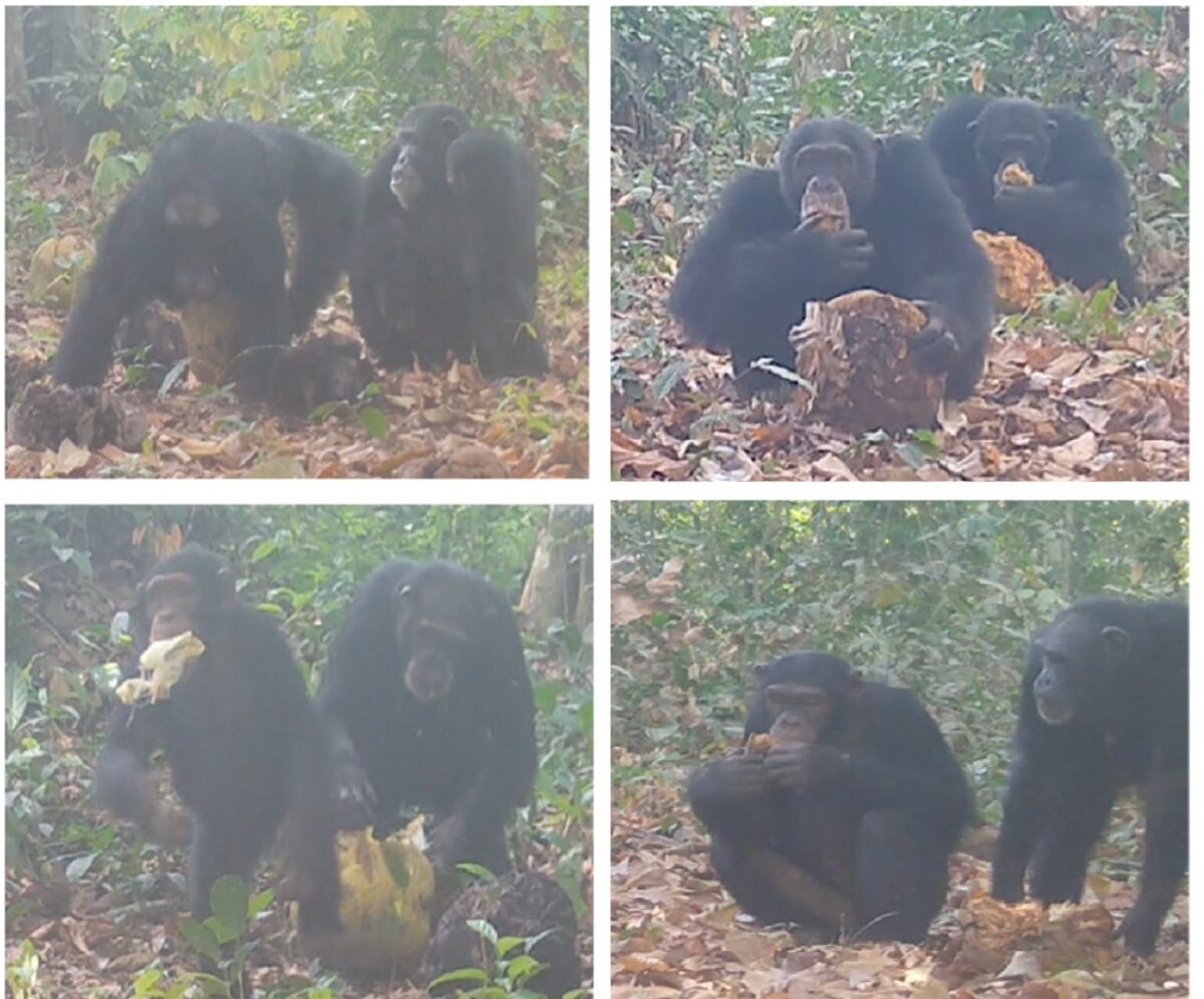 Photo shows four photographs of chimpanzees sharing alcoholic fruit