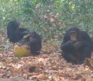 Photo shows chimpanzees sharing alcoholic fruit