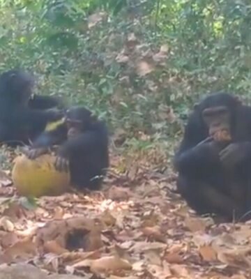 Photo shows chimpanzees sharing alcoholic fruit
