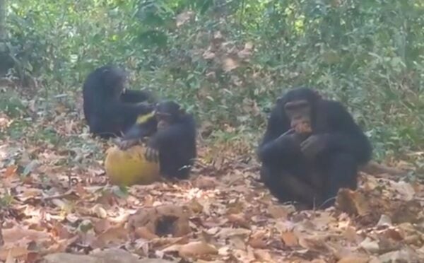 Photo shows chimpanzees sharing alcoholic fruit