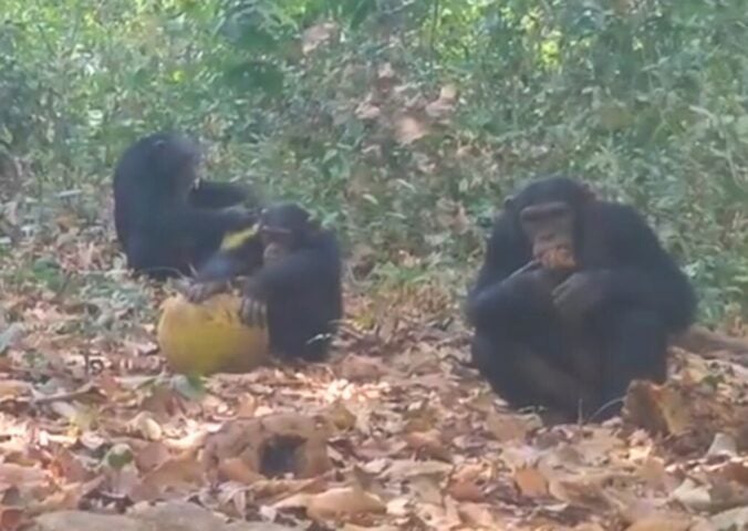 Photo shows chimpanzees sharing alcoholic fruit
