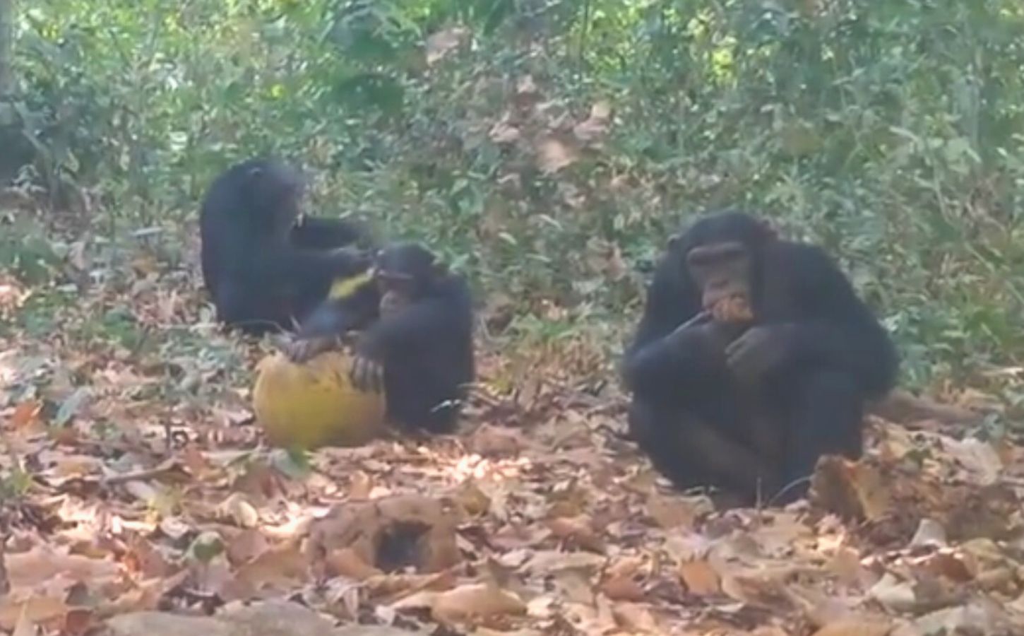 Photo shows chimpanzees sharing alcoholic fruit