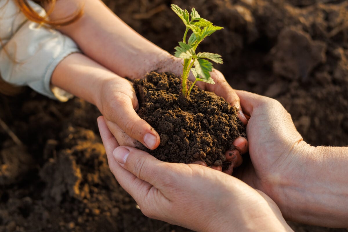 Photo shows the hands of an adult person passing a plant growing out of a clump of earth to a child