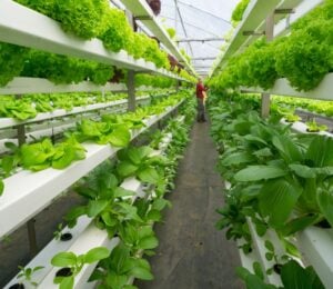 Photo shows rows of brightly-lit shelves holding leafy greens in a vertical farm, with a person visible at the end