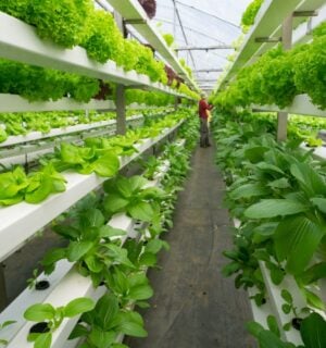 Photo shows rows of brightly-lit shelves holding leafy greens in a vertical farm, with a person visible at the end