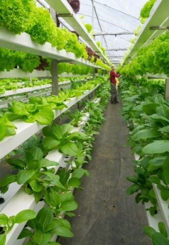 Photo shows rows of brightly-lit shelves holding leafy greens in a vertical farm, with a person visible at the end