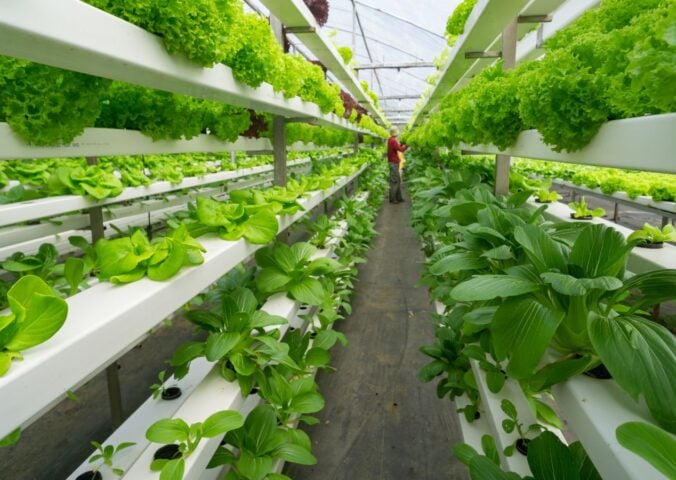 Photo shows rows of brightly-lit shelves holding leafy greens in a vertical farm, with a person visible at the end