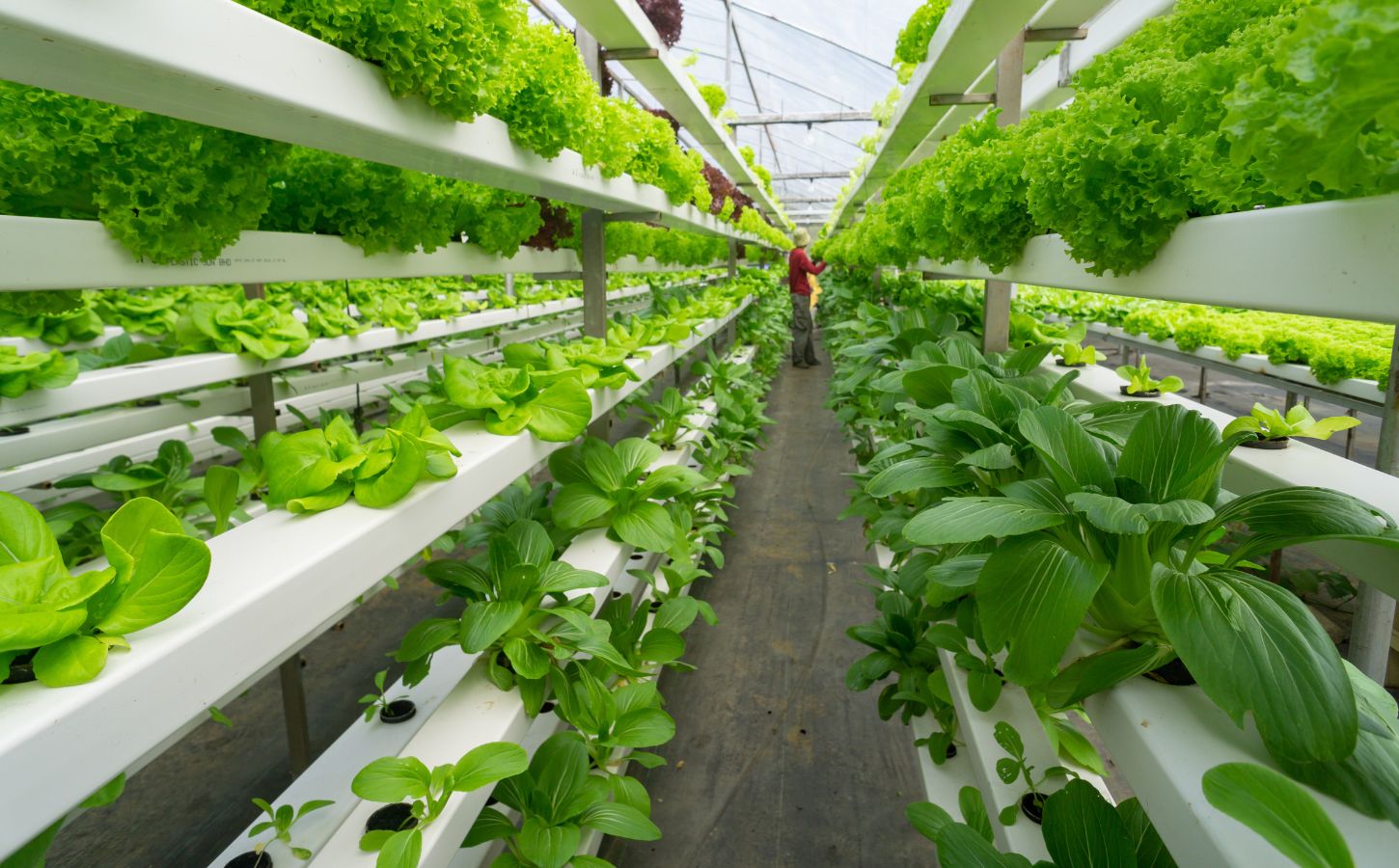 Photo shows rows of brightly-lit shelves holding leafy greens in a vertical farm, with a person visible at the end