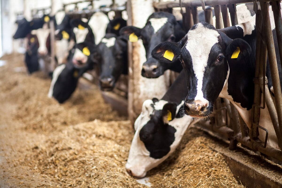 Photo shows cows poking their heads out between metal bars to eat hay off the ground