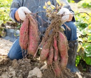 Photo shows someone harvesting sweet potatoes