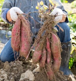 Photo shows someone harvesting sweet potatoes