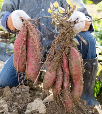 Photo shows someone harvesting sweet potatoes