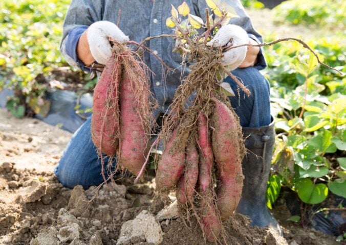 Photo shows someone harvesting sweet potatoes