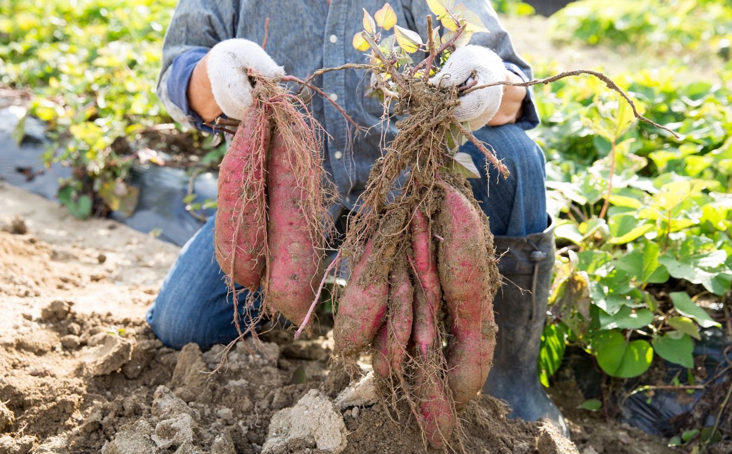Photo shows someone harvesting sweet potatoes