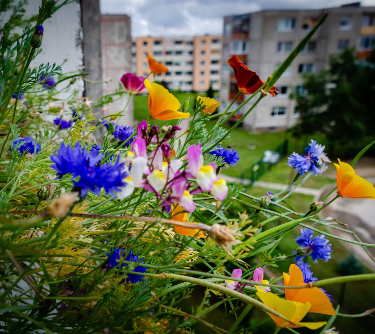 Photo shows brightly colored wildflowers growing in an urban environment with tower blocks in the background