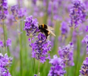 Photo shows a bee landing on some lilacs