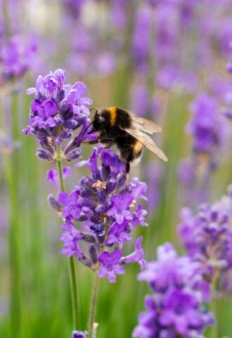 Photo shows a bee landing on some lilacs