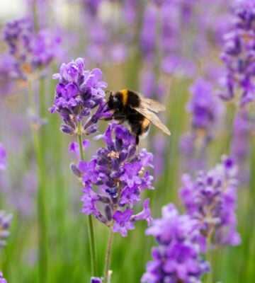 Photo shows a bee landing on some lilacs