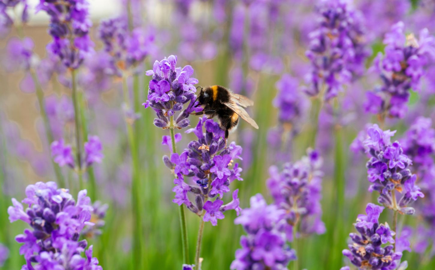 Photo shows a bee landing on some lilacs