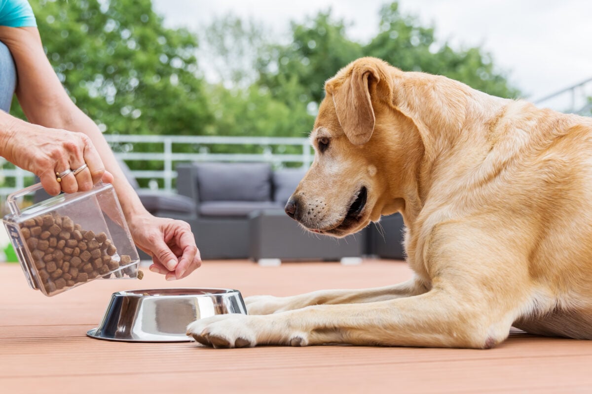 Photo shows someone feeding her dog kibble in a silver dish