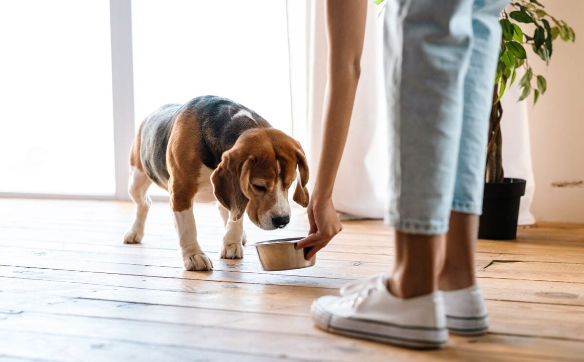 Photo shows someone feeding her dog