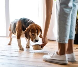 Photo shows someone feeding her dog