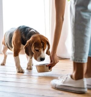 Photo shows someone feeding her dog
