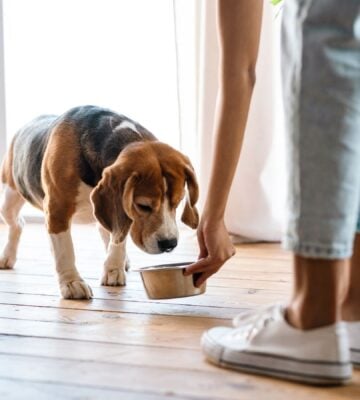 Photo shows someone feeding her dog