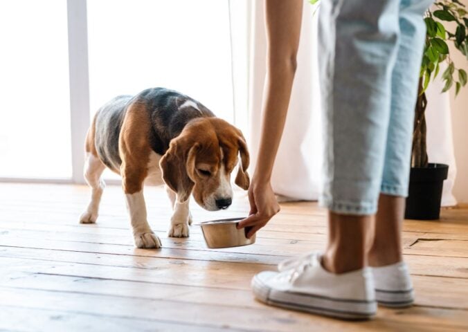 Photo shows someone feeding her dog