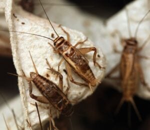 Three crickets