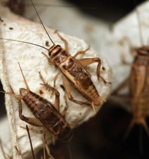 Three crickets