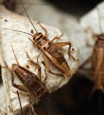 Three crickets