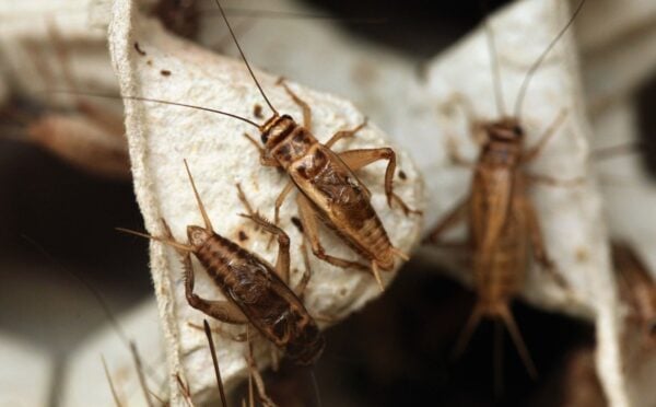 Three crickets