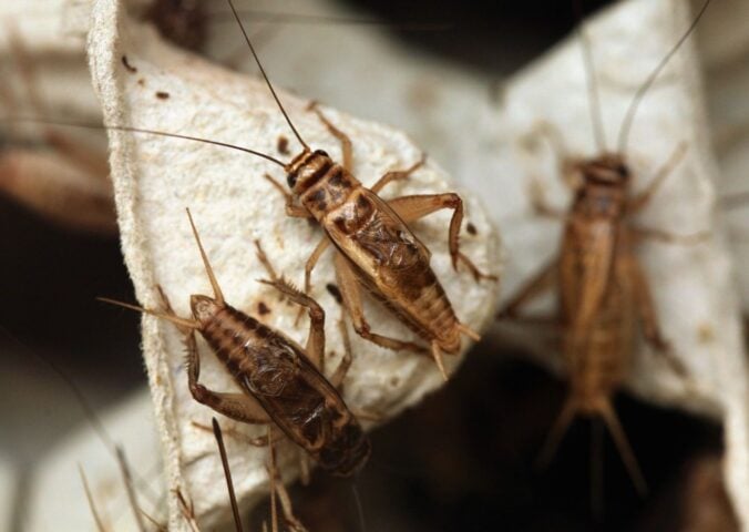 Three crickets