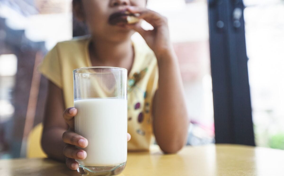 Photo shows a young school-aged child drinking milk and eating a sandwich