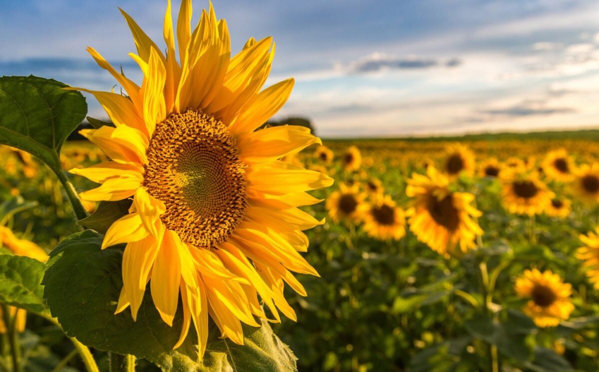 Photo shows a large sunflower in the foreground with a large field of sunflowers growing behind it