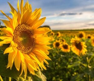 Photo shows a large sunflower in the foreground with a large field of sunflowers growing behind it