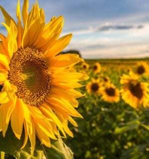 Photo shows a large sunflower in the foreground with a large field of sunflowers growing behind it