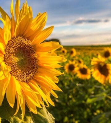 Photo shows a large sunflower in the foreground with a large field of sunflowers growing behind it
