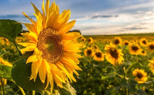 Photo shows a large sunflower in the foreground with a large field of sunflowers growing behind it