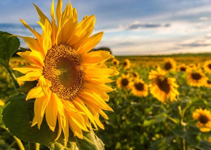 Photo shows a large sunflower in the foreground with a large field of sunflowers growing behind it