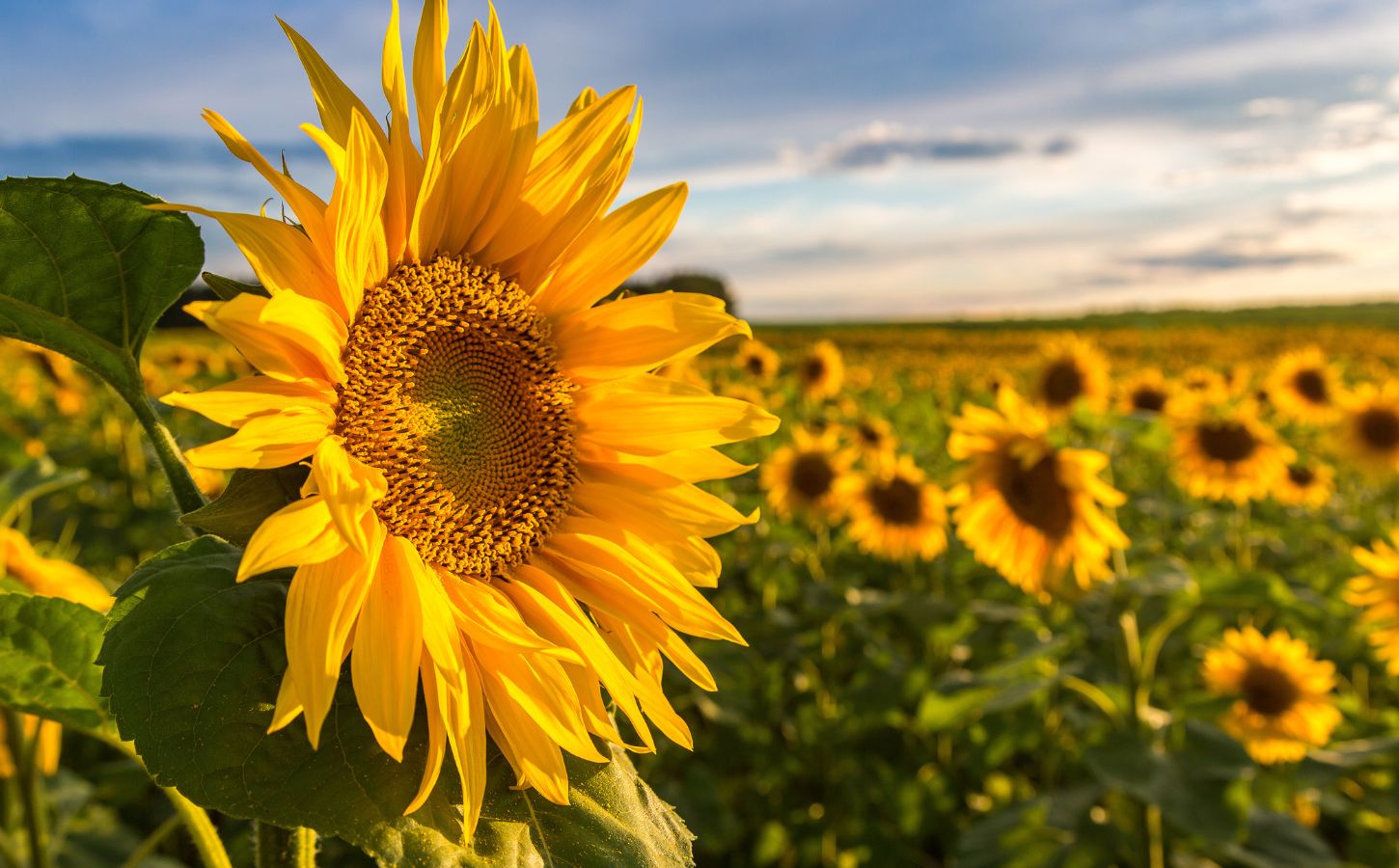 Photo shows a large sunflower in the foreground with a large field of sunflowers growing behind it
