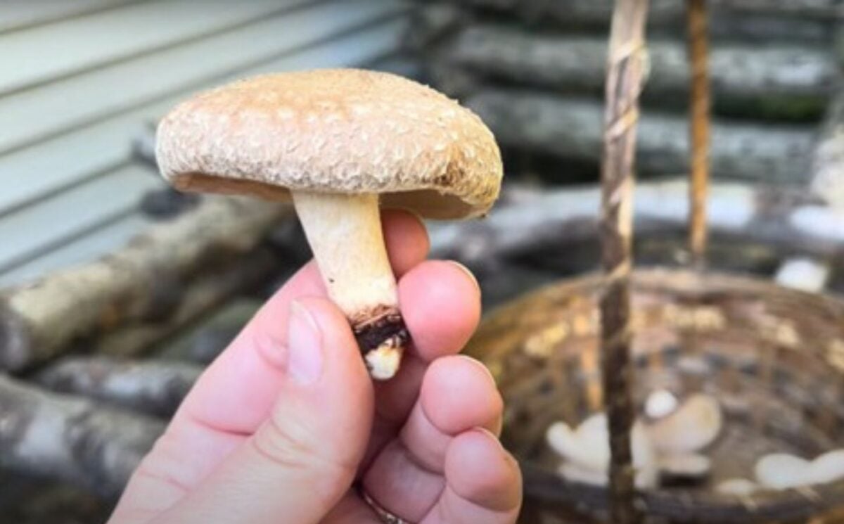 Crystal Schmidt holds a shiitake mushroom in her hand, it's one from a batch that she grew on logs in her backyard