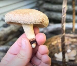 Crystal Schmidt holds a shiitake mushroom in her hand, it's one from a batch that she grew on logs in her backyard