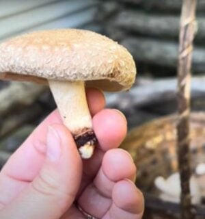 Crystal Schmidt holds a shiitake mushroom in her hand, it's one from a batch that she grew on logs in her backyard