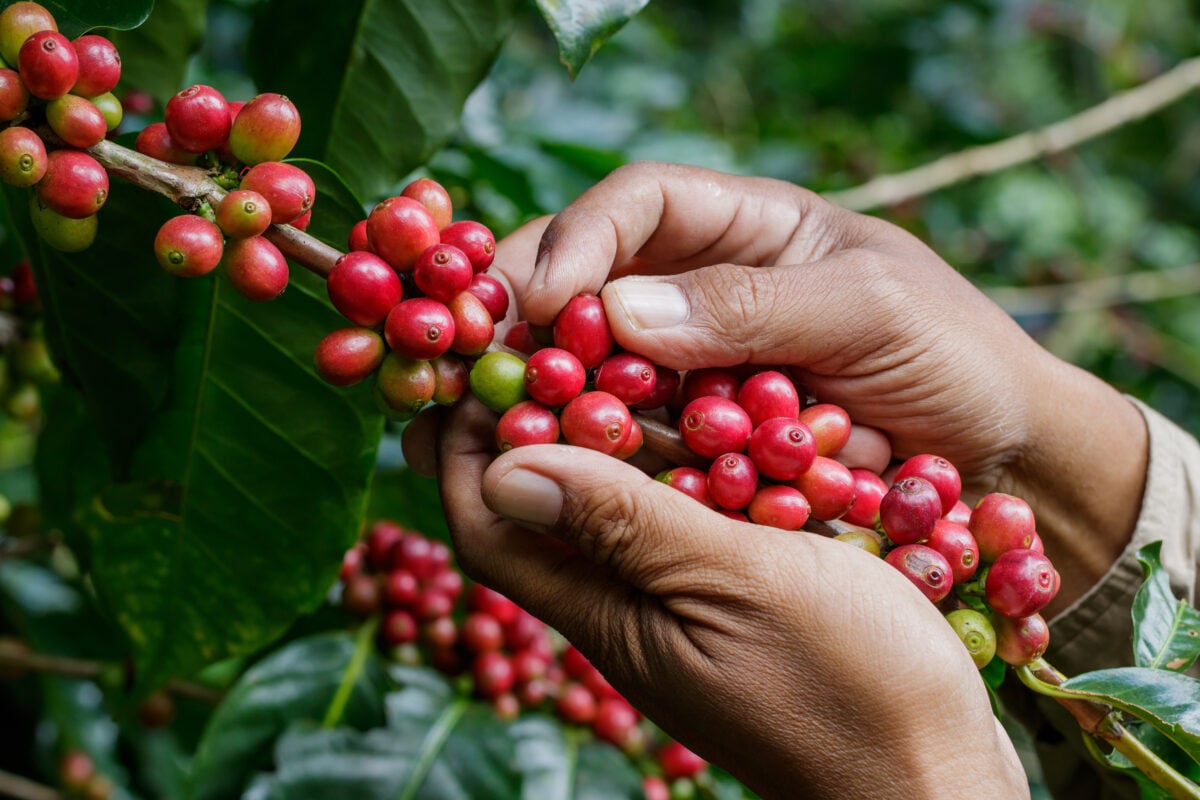 Photo shows someone's hands as they pick coffee cherries
