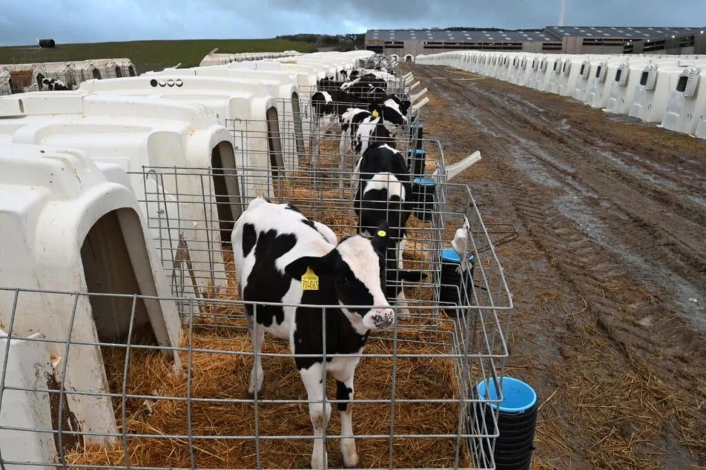 Dairy calves in solitary confinement in hutches after being taken from their mother on a UK dairy farm